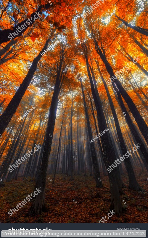 Tranh dán tường phong cảnh con đường mùa thu T321-242